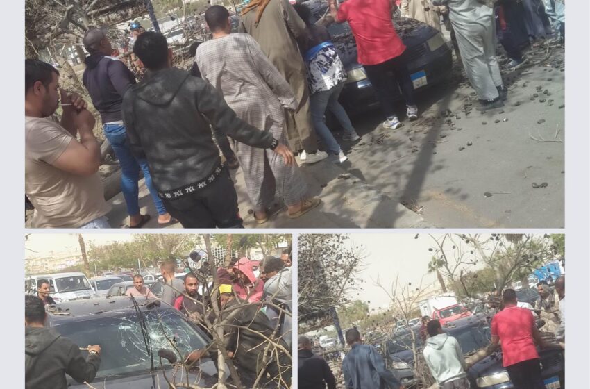 بسبب سقوط شجرة.. تهشم سيارة ملاكي بالعاشر