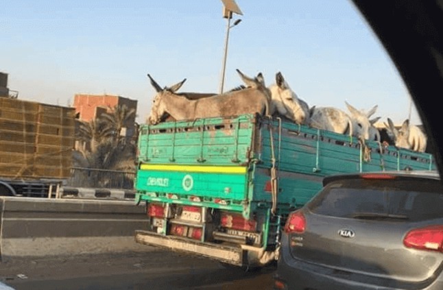  الأهالي يضبطون سيارة محملة بالحمير قبل ذبحها بديرب نجم