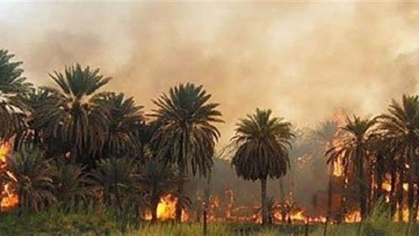  حريق في أرض زراعية بعزبة العرب في الزقازيق
