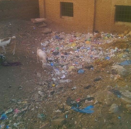  بالصور.. أهالي “زهر شرب” بمنيا القمح يصرخون من القمامة: “هنموت بالأمراض”