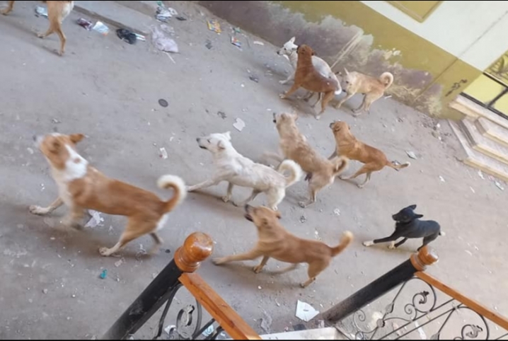  انتشار الكلاب يثير غضب أهالي منطقة المساكن بمدينة أبوحماد