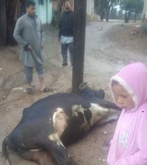 نفوق ماشية صعقا بالكهرباء بسبب الطقس السيئ فى الحسينية