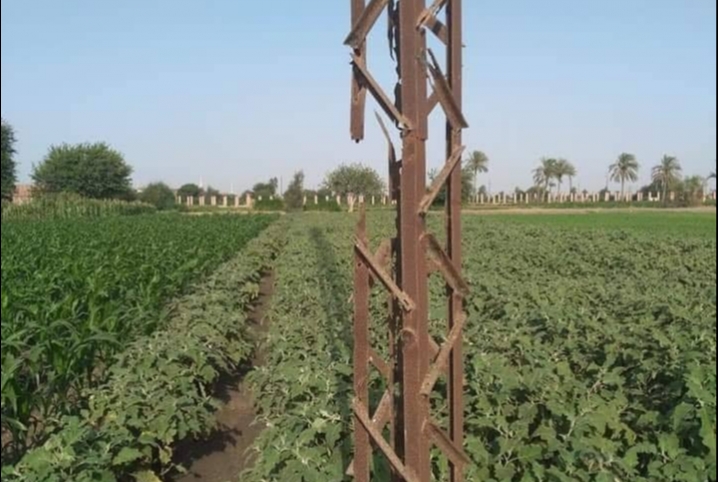  شكوى من عمود نور متهالك بقرية “ميت ربيعة” ببلبيس