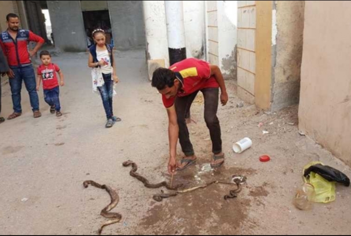  استغاثة لأهالي “البلاشون” ببلبيس من ظهور ثعابين بالأراضي الزراعية