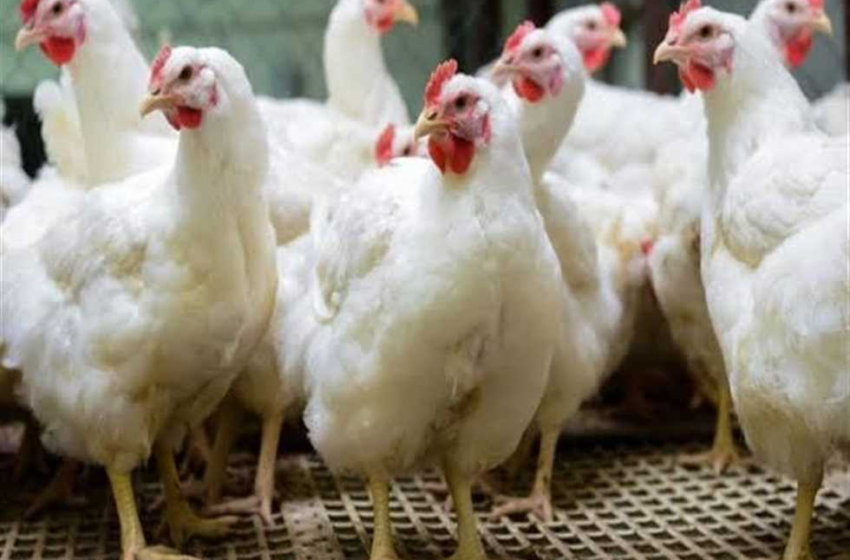  اتحاد منتجي الدواجن: 40% من مربي الفراخ خرجوا من السوق